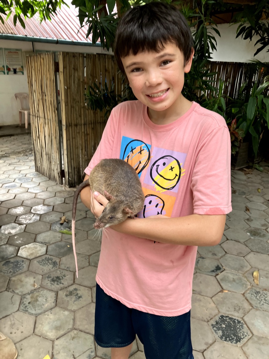 These African rats are the world's largest rats and can be trained to detect underground landmines.