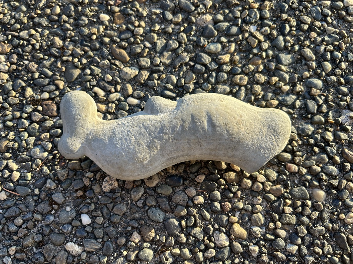 Sperm whale
