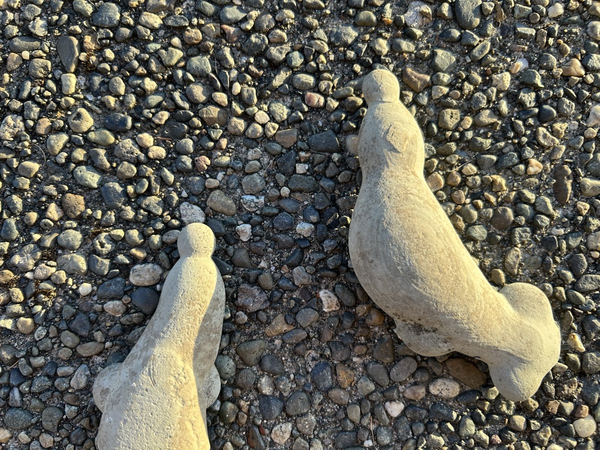 Seals balancing balls on their noses