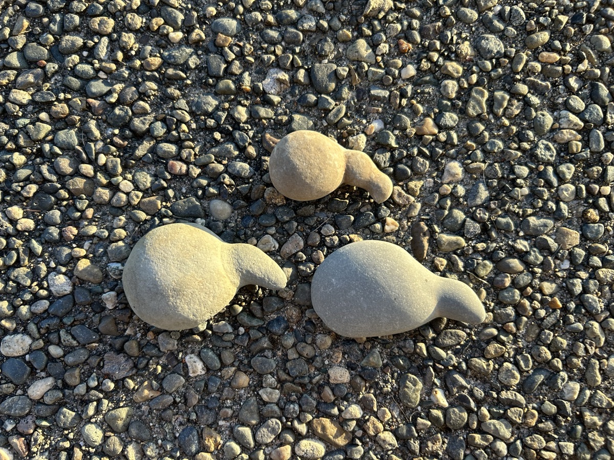 Kiwis