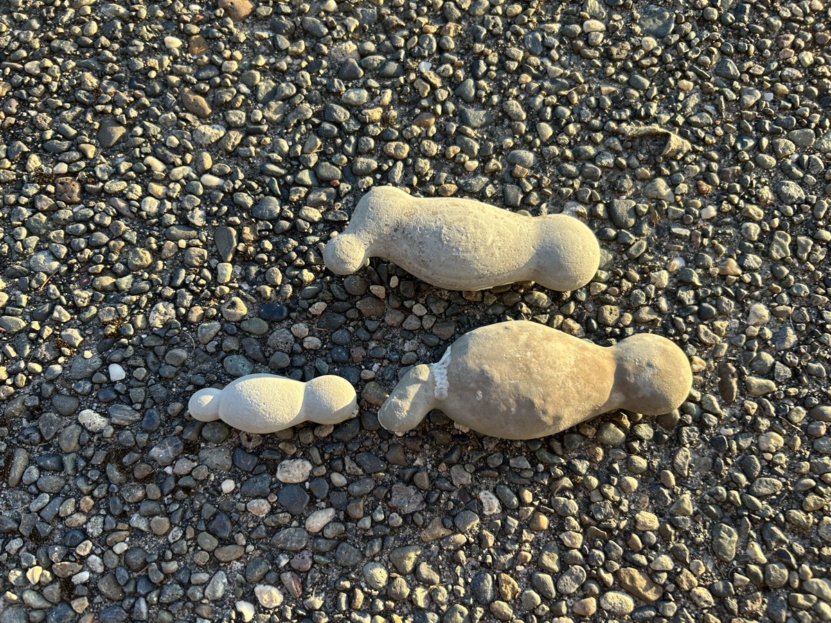Manatee family